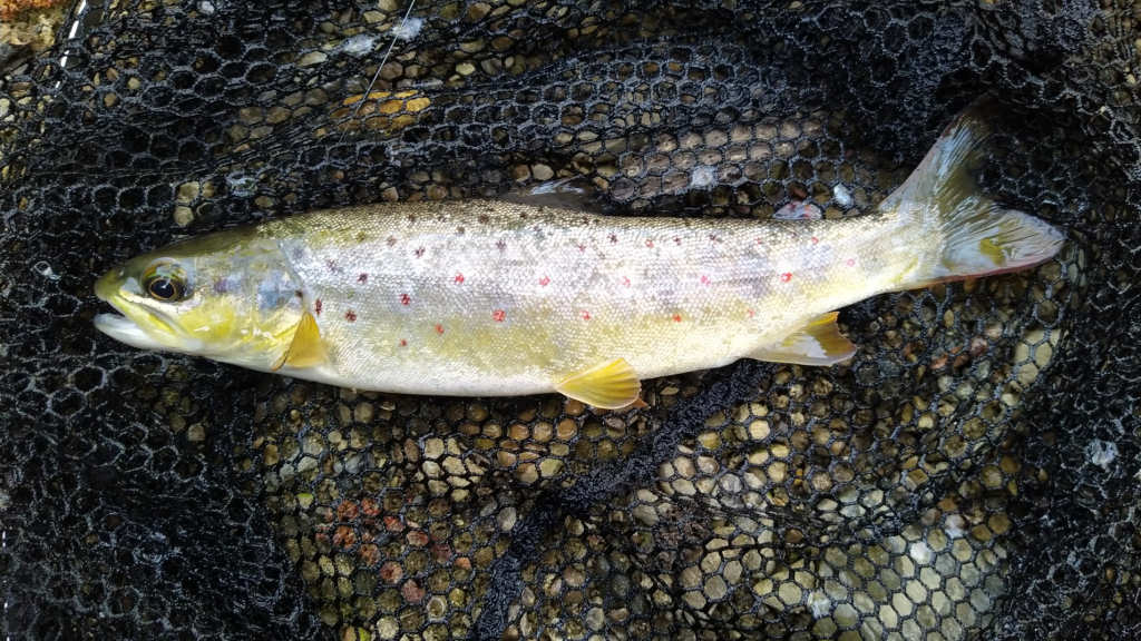 Photo of the Trout in the net